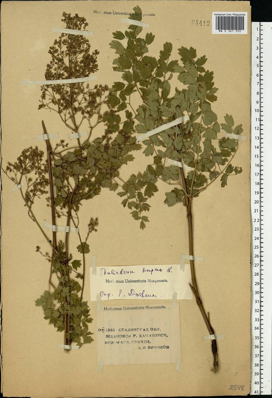 Thalictrum minus L., Eastern Europe, Lower Volga region (E9) (Russia)