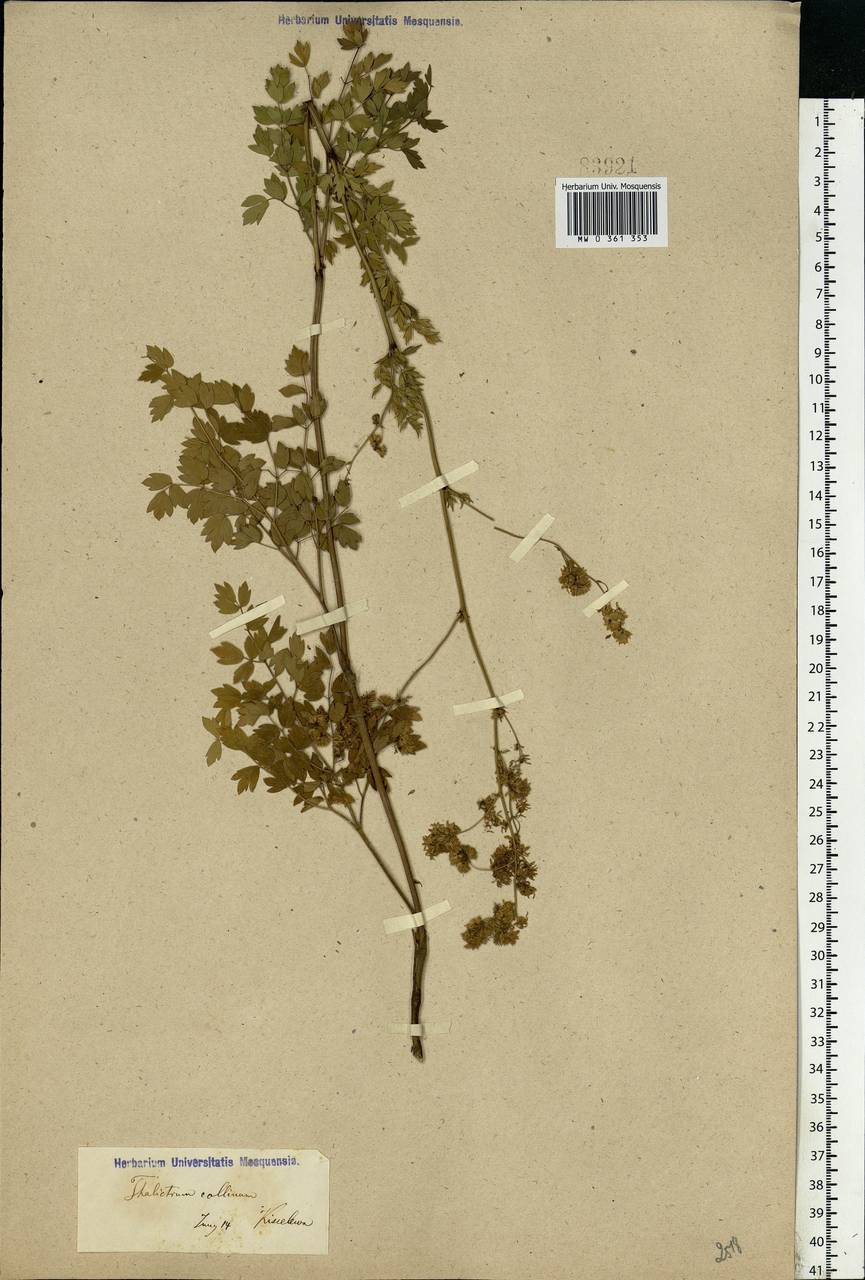 Thalictrum minus L., Eastern Europe, Lower Volga region (E9) (Russia)