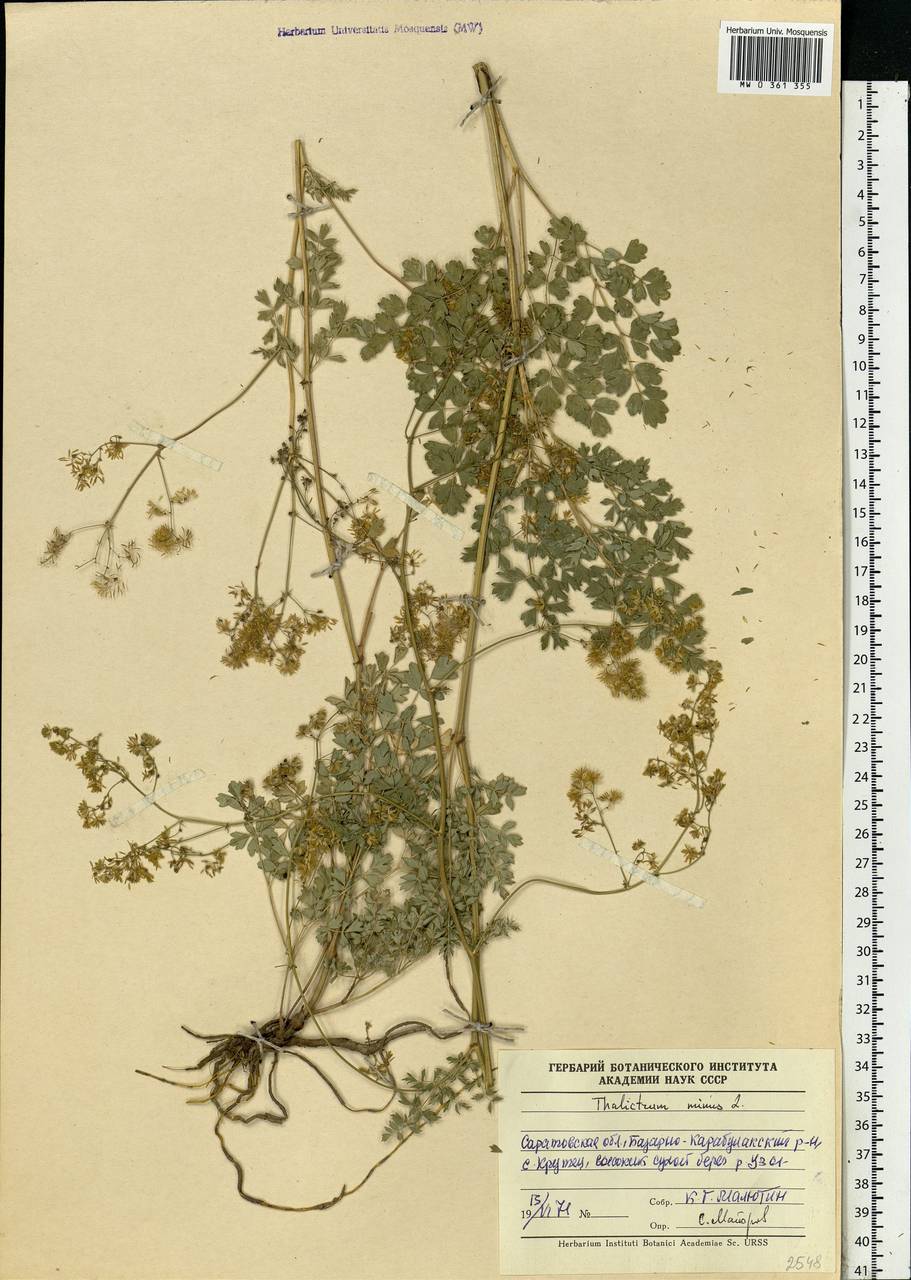 Thalictrum minus L., Eastern Europe, Lower Volga region (E9) (Russia)