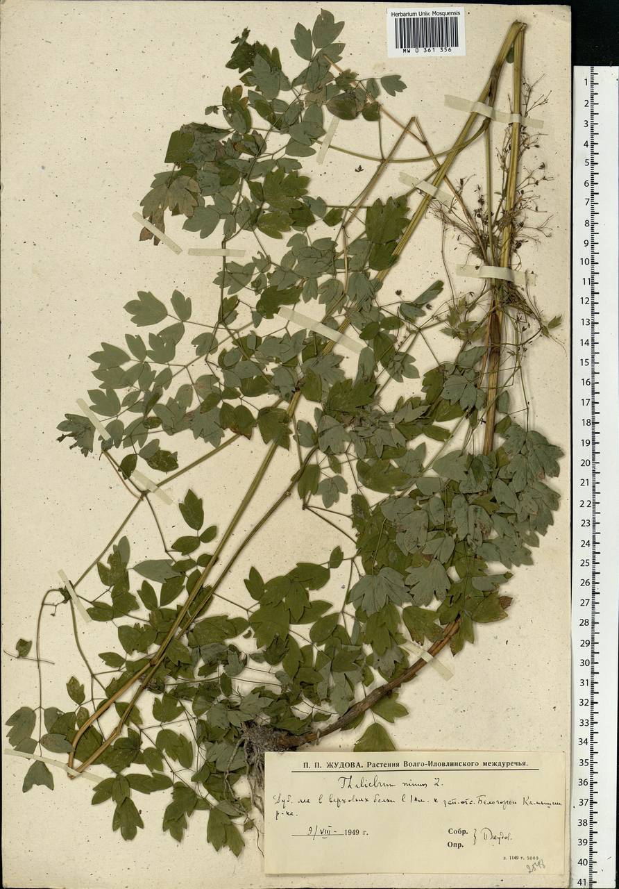 Thalictrum minus L., Eastern Europe, Lower Volga region (E9) (Russia)