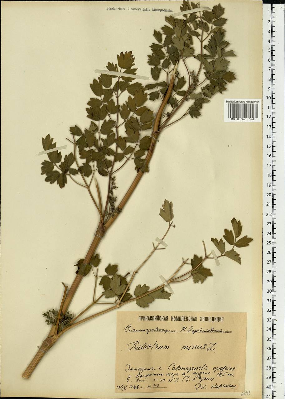 Thalictrum minus L., Eastern Europe, Lower Volga region (E9) (Russia)