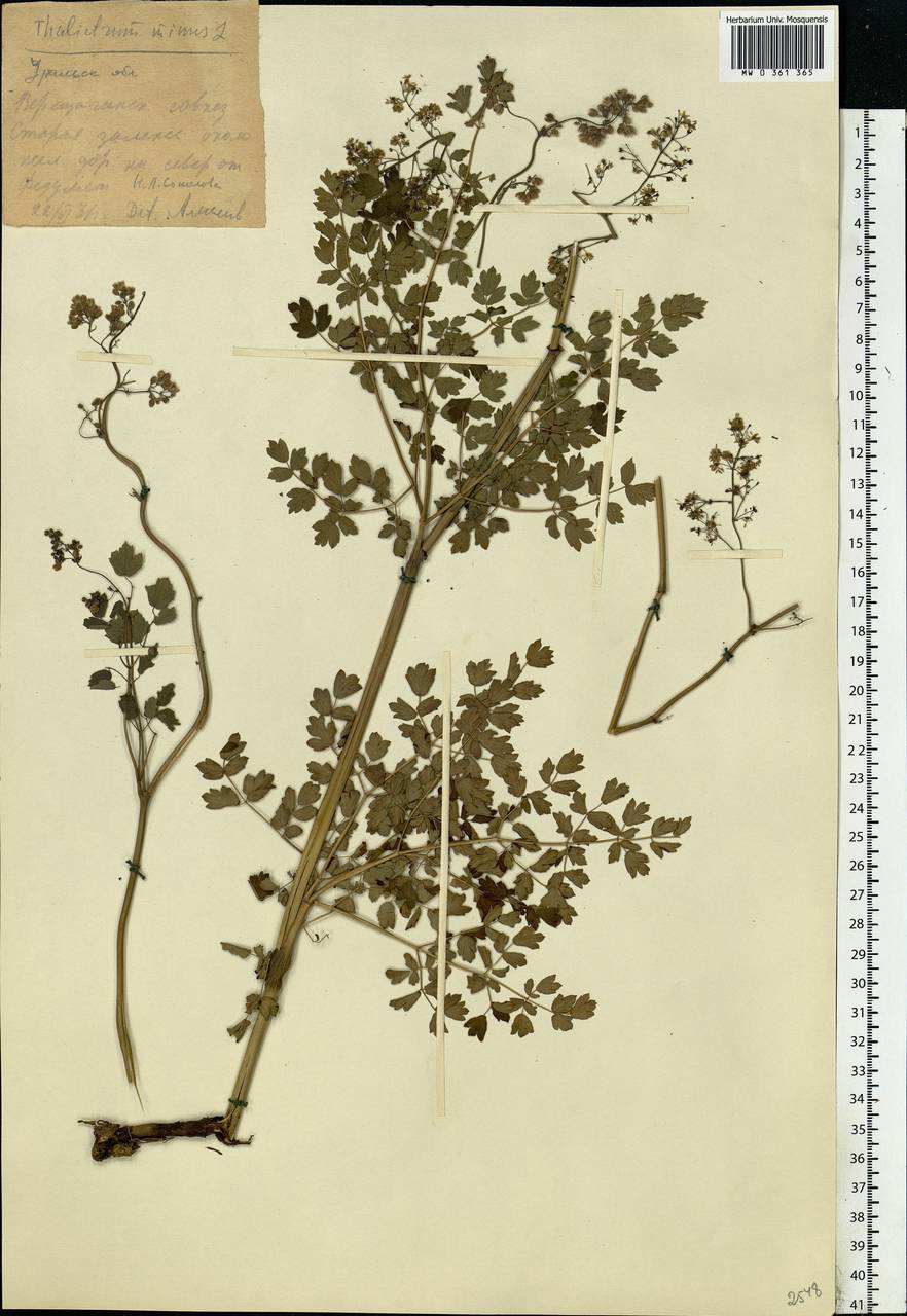 Thalictrum minus L., Eastern Europe, Eastern region (E10) (Russia)