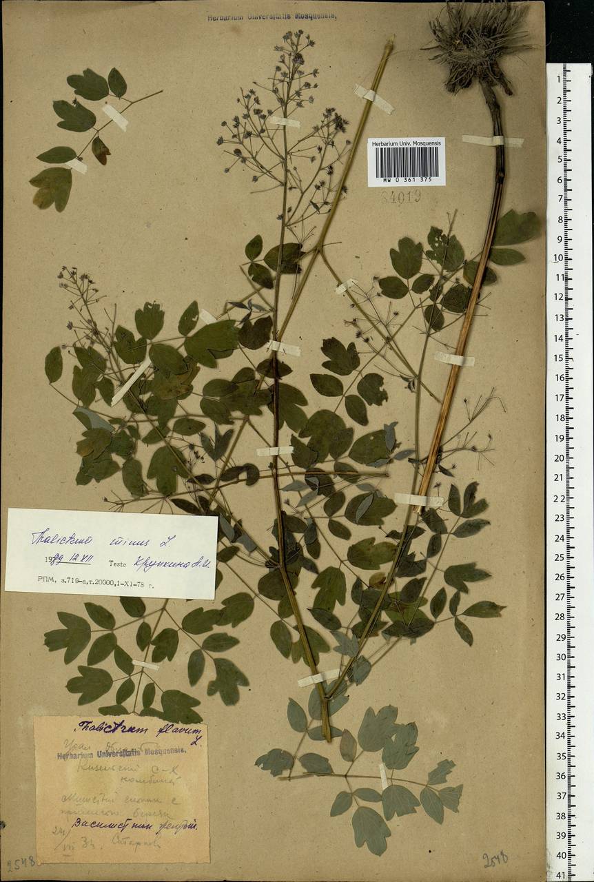 Thalictrum minus L., Eastern Europe, Eastern region (E10) (Russia)