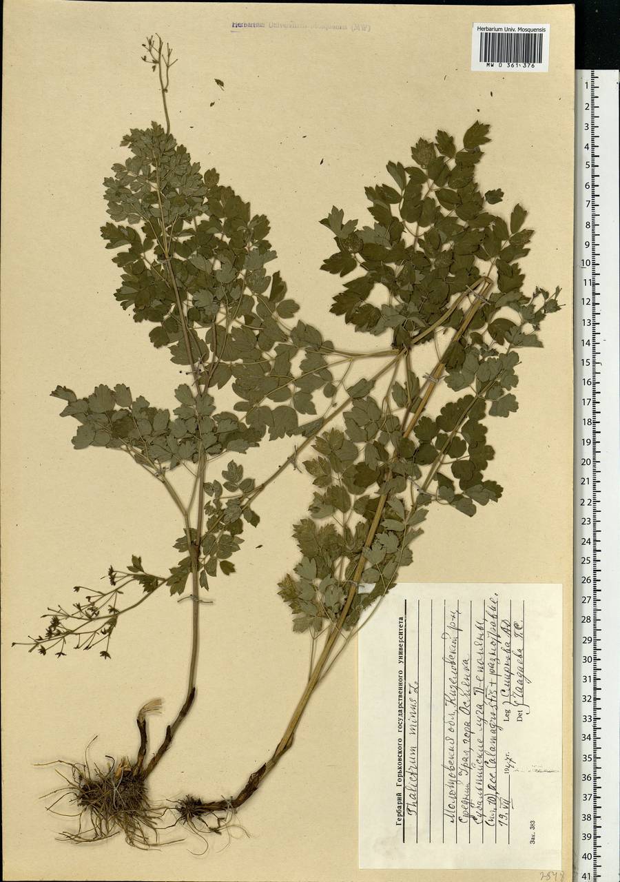 Thalictrum minus L., Eastern Europe, Eastern region (E10) (Russia)