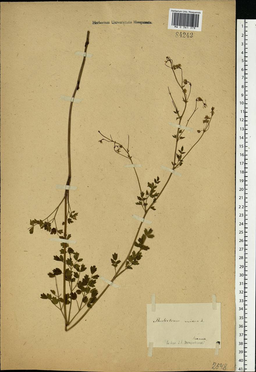 Thalictrum minus L., Eastern Europe, Eastern region (E10) (Russia)