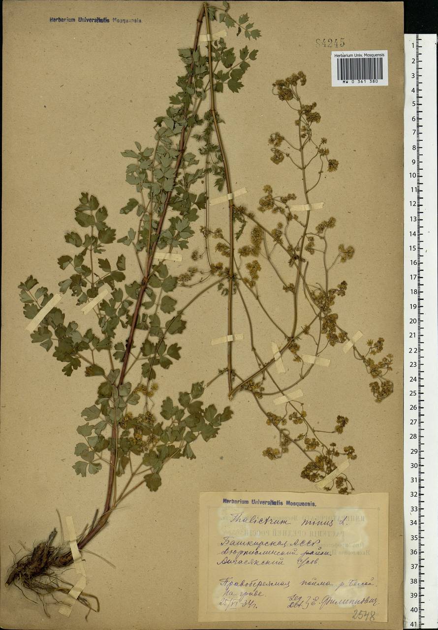 Thalictrum minus L., Eastern Europe, Eastern region (E10) (Russia)