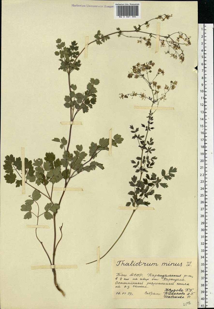 Thalictrum minus L., Eastern Europe, Eastern region (E10) (Russia)