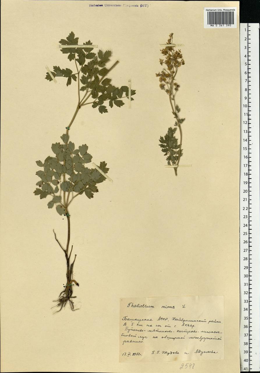 Thalictrum minus L., Eastern Europe, Eastern region (E10) (Russia)