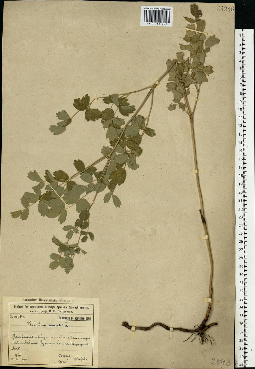 Thalictrum minus L., Eastern Europe, Eastern region (E10) (Russia)