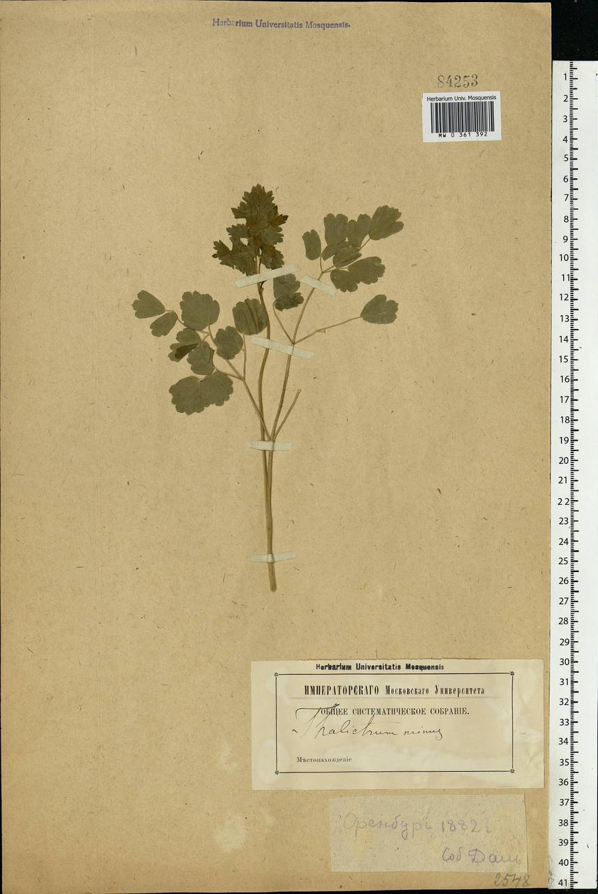 Thalictrum minus L., Eastern Europe, Eastern region (E10) (Russia)