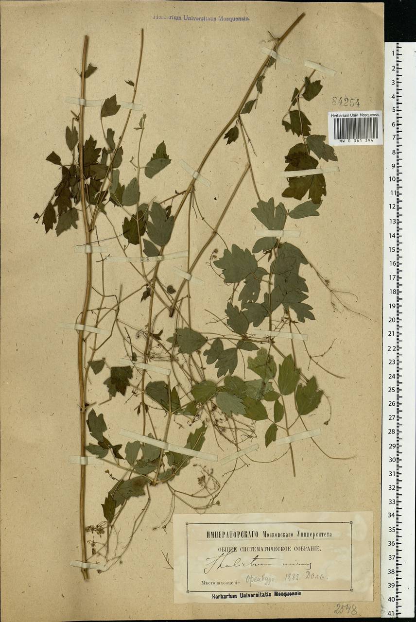 Thalictrum minus L., Eastern Europe, Eastern region (E10) (Russia)