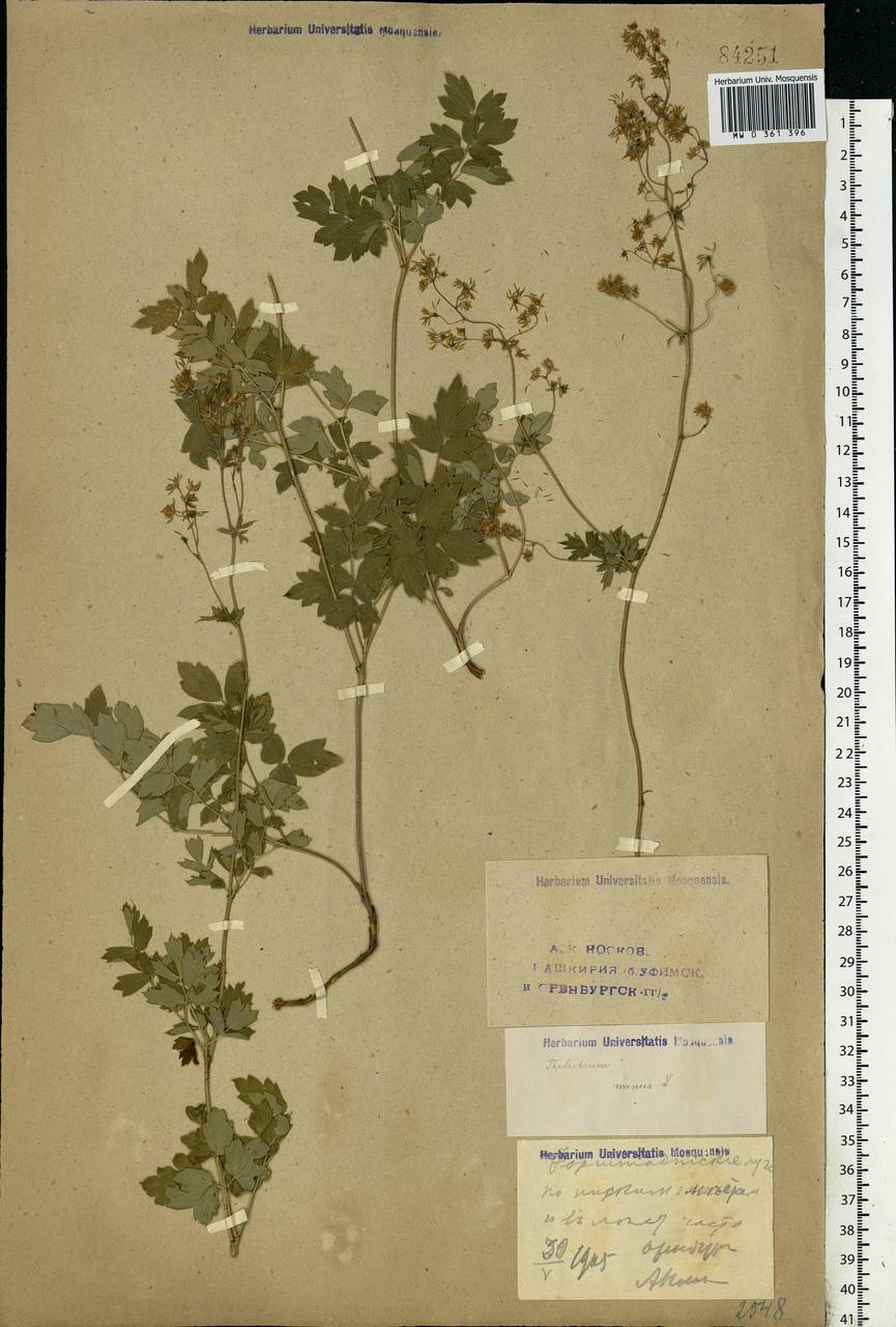 Thalictrum minus L., Eastern Europe, Eastern region (E10) (Russia)
