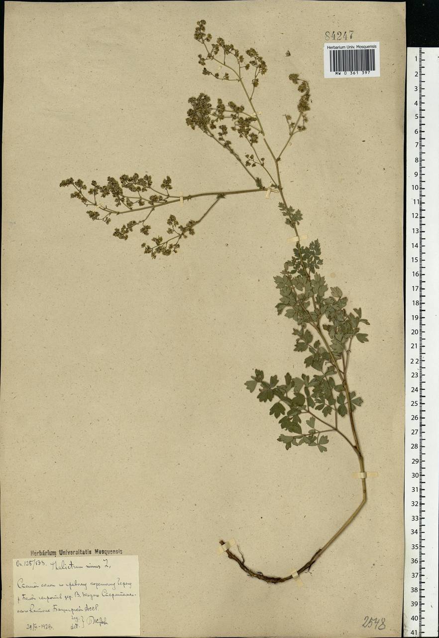Thalictrum minus L., Eastern Europe, Eastern region (E10) (Russia)