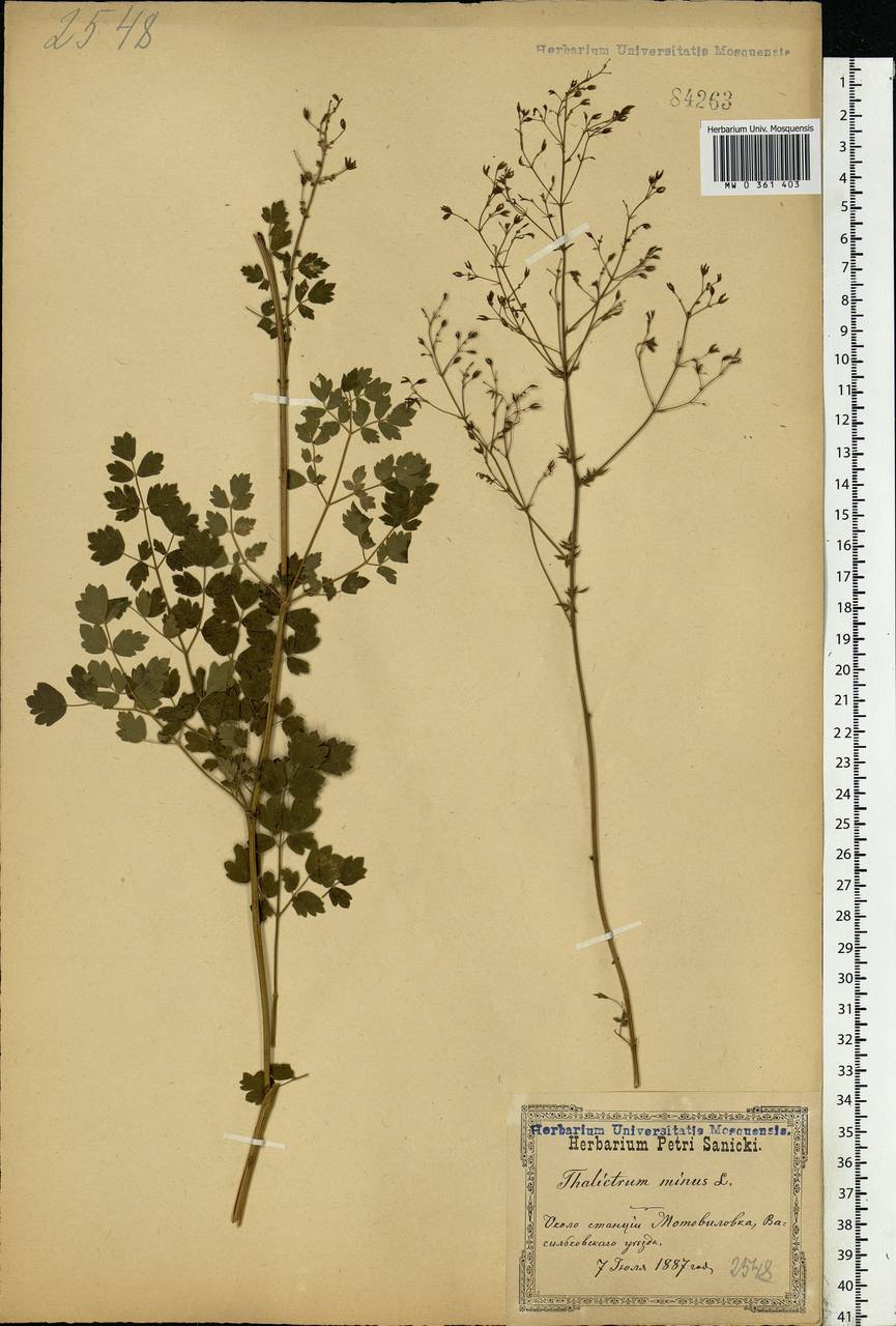 Thalictrum minus L., Eastern Europe, North Ukrainian region (E11) (Ukraine)