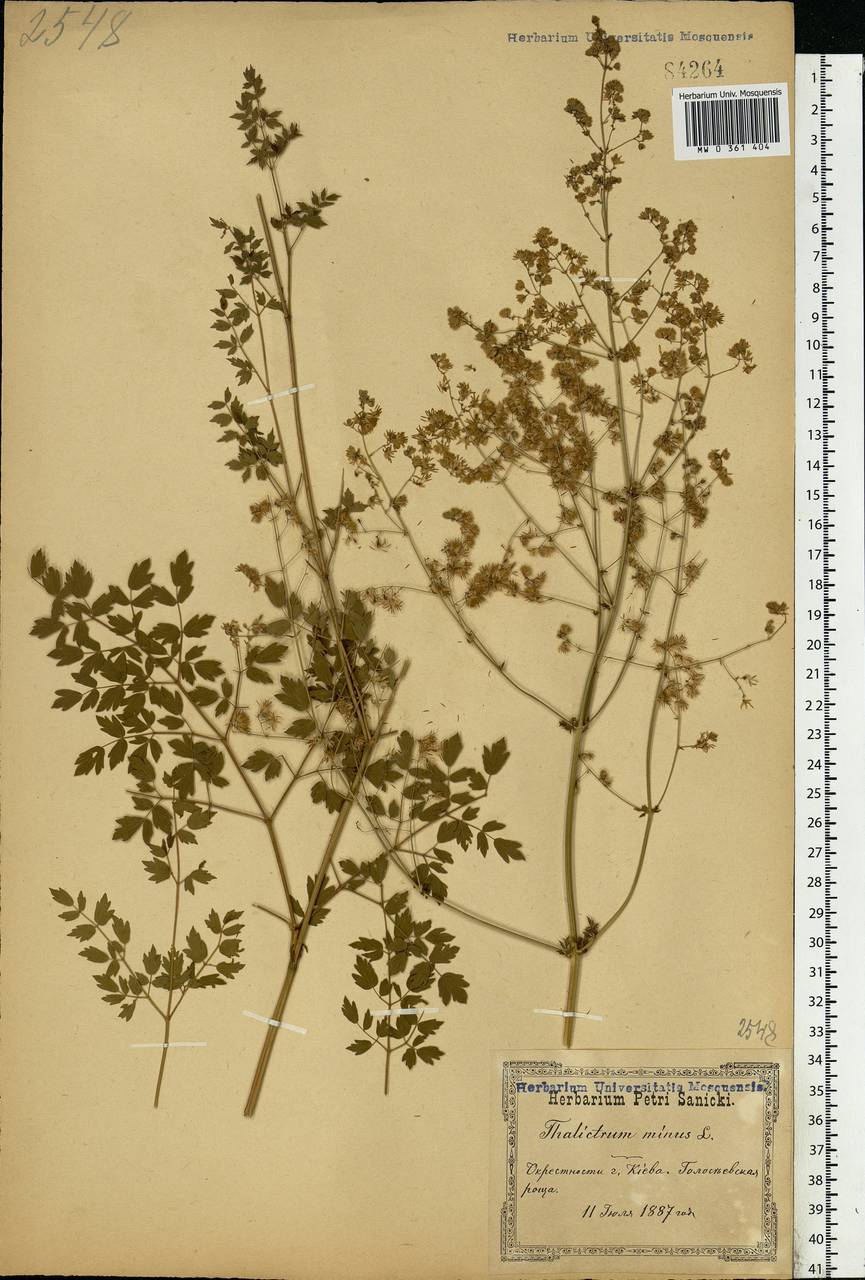 Thalictrum minus L., Eastern Europe, North Ukrainian region (E11) (Ukraine)