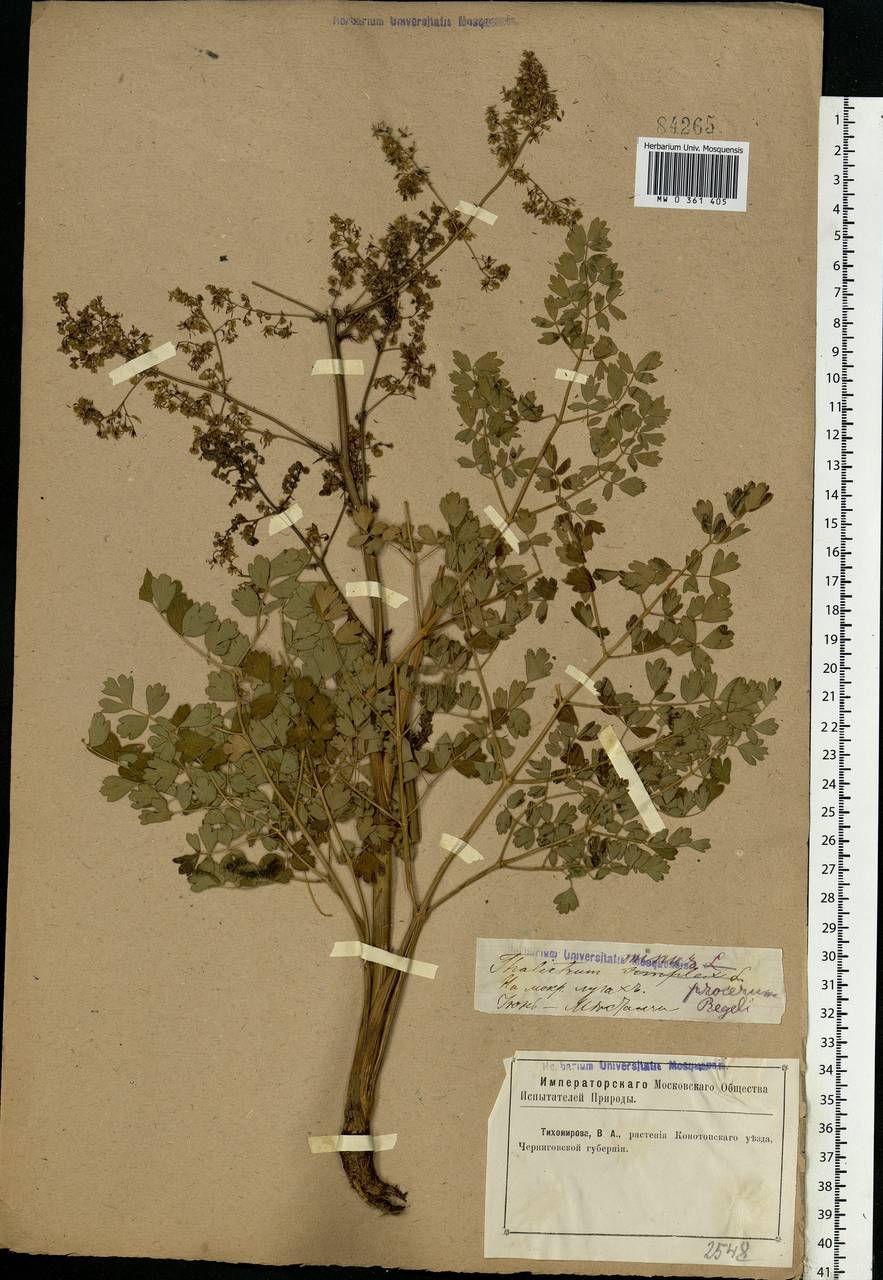 Thalictrum minus L., Eastern Europe, North Ukrainian region (E11) (Ukraine)