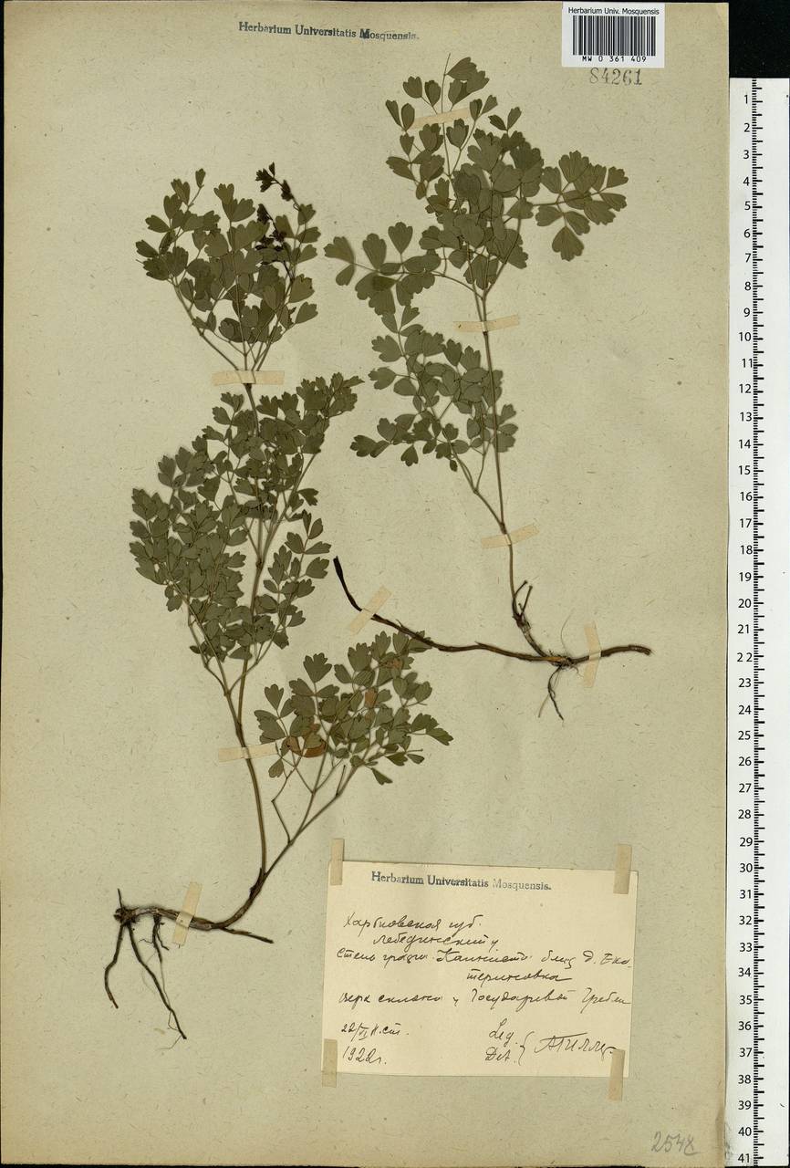 Thalictrum minus L., Eastern Europe, North Ukrainian region (E11) (Ukraine)