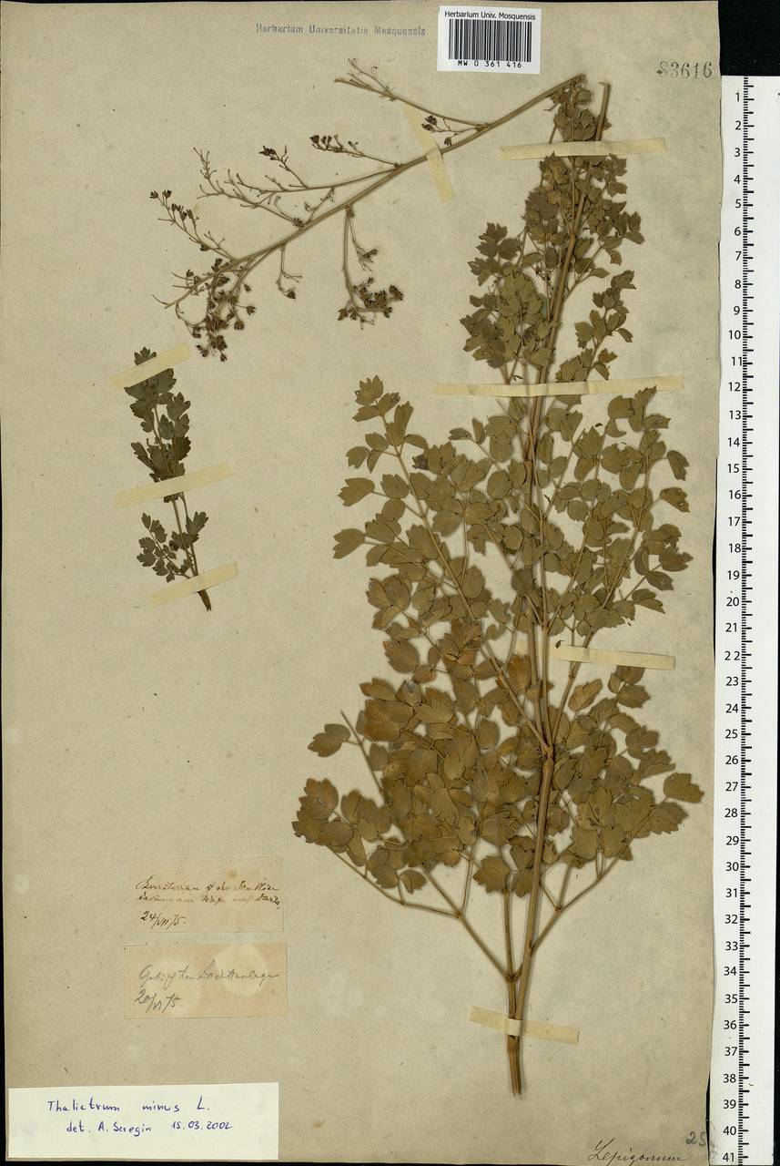 Thalictrum minus L., Eastern Europe, Central forest-and-steppe region (E6) (Russia)