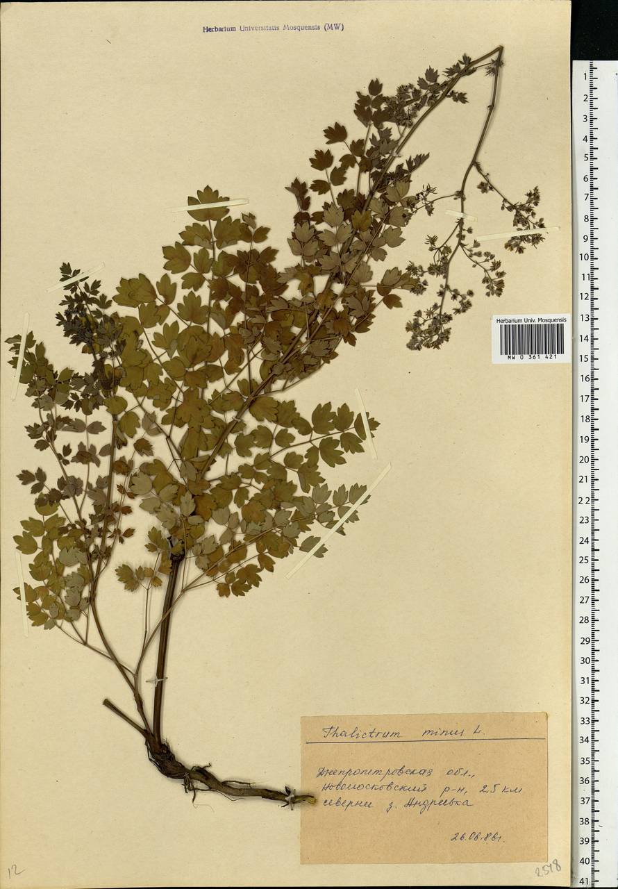 Thalictrum minus L., Eastern Europe, South Ukrainian region (E12) (Ukraine)