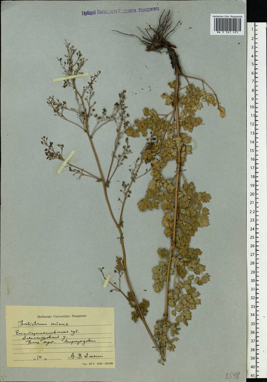 Thalictrum minus L., Eastern Europe, South Ukrainian region (E12) (Ukraine)