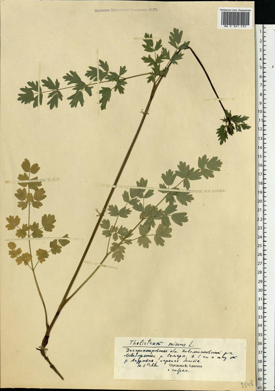 Thalictrum minus L., Eastern Europe, South Ukrainian region (E12) (Ukraine)