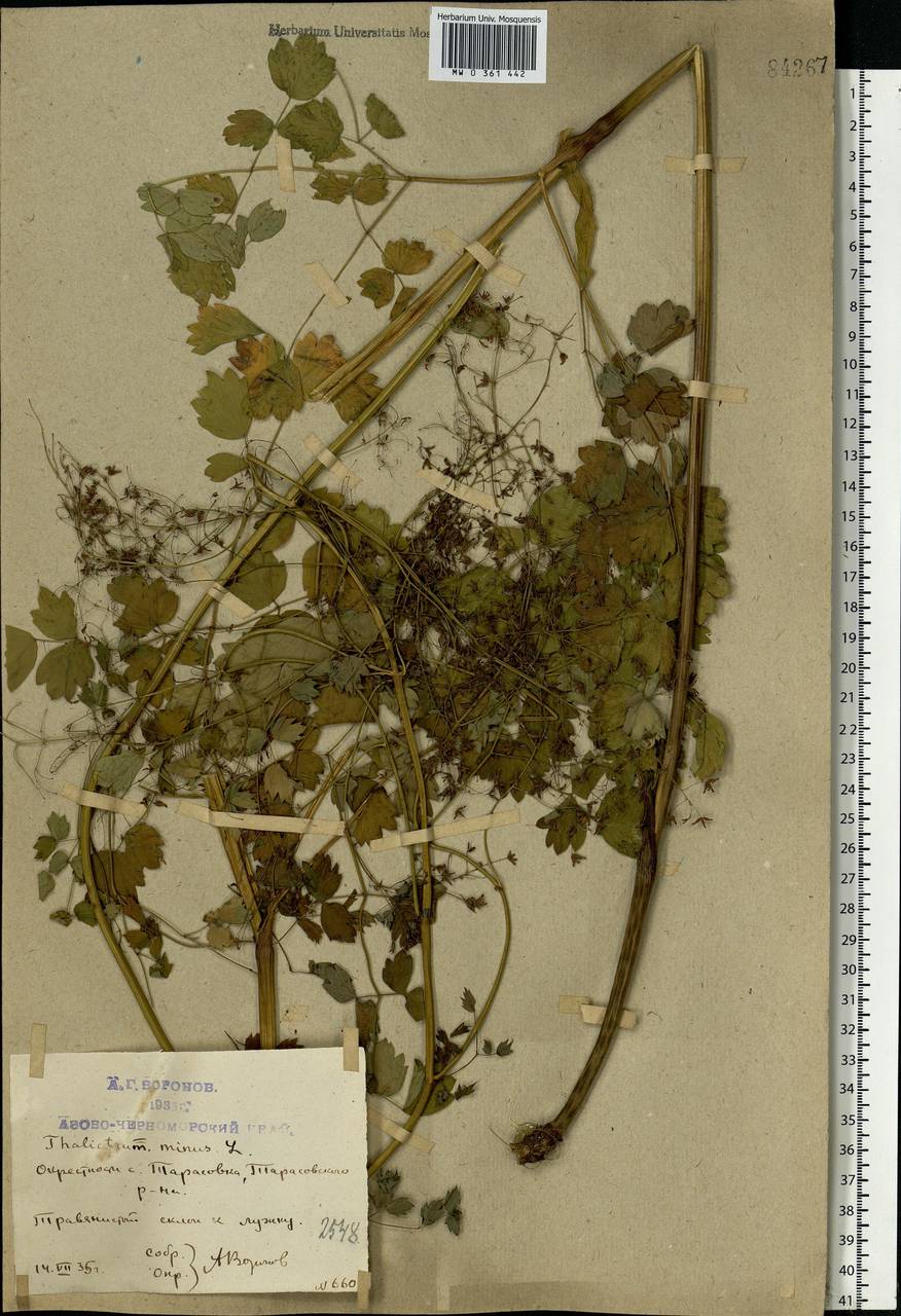 Thalictrum minus L., Eastern Europe, Rostov Oblast (E12a) (Russia)
