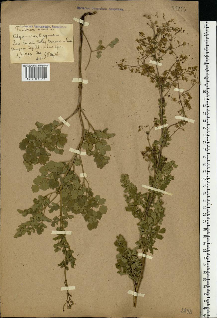 Thalictrum minus L., Eastern Europe, Rostov Oblast (E12a) (Russia)
