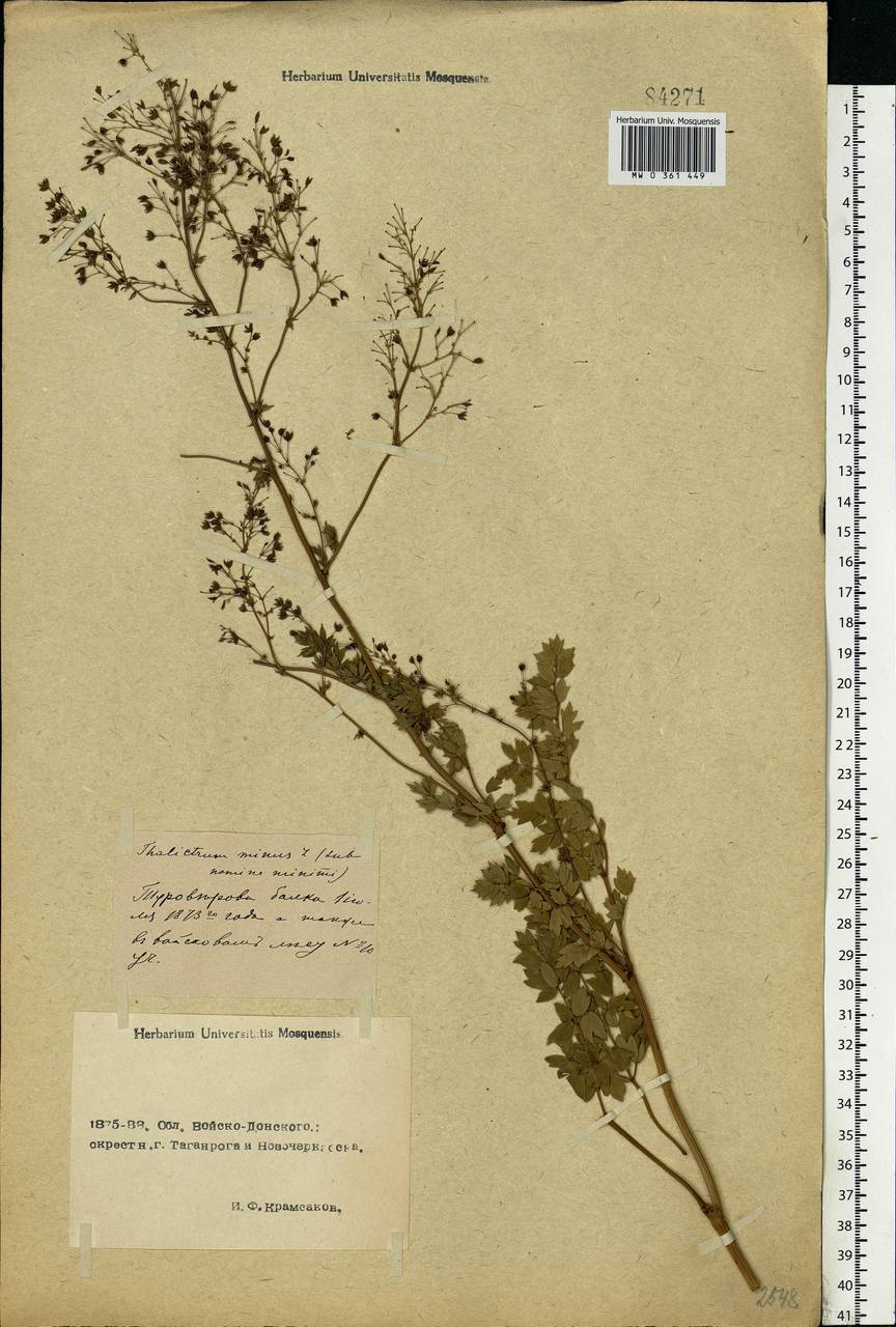 Thalictrum minus L., Eastern Europe, Rostov Oblast (E12a) (Russia)