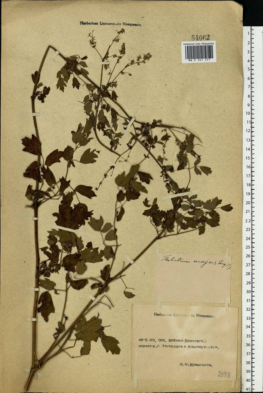 Thalictrum minus L., Eastern Europe, Rostov Oblast (E12a) (Russia)