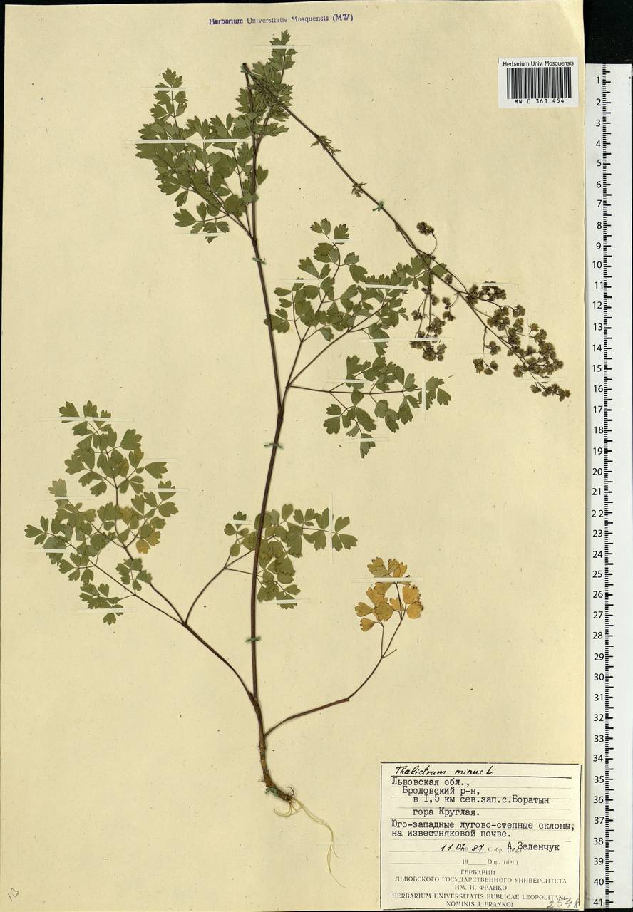 Thalictrum minus L., Eastern Europe, West Ukrainian region (E13) (Ukraine)