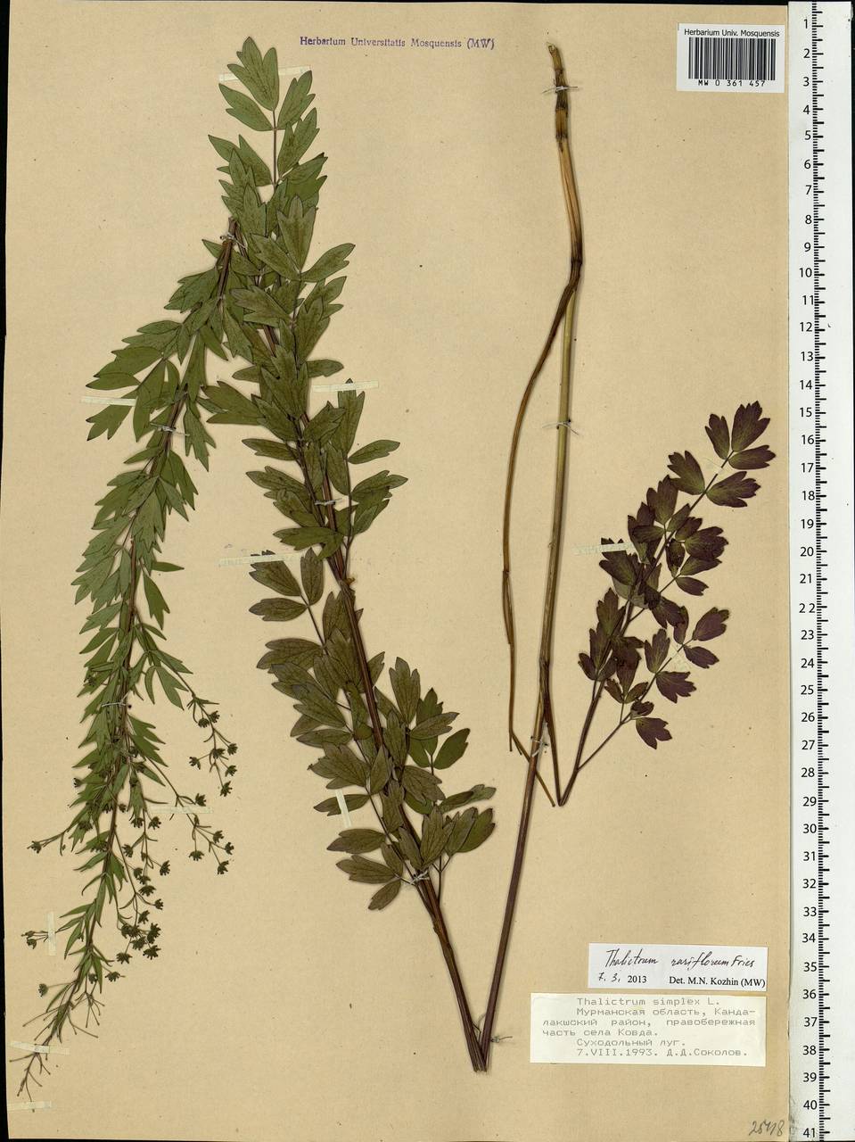 Thalictrum simplex L., Eastern Europe, Northern region (E1) (Russia)