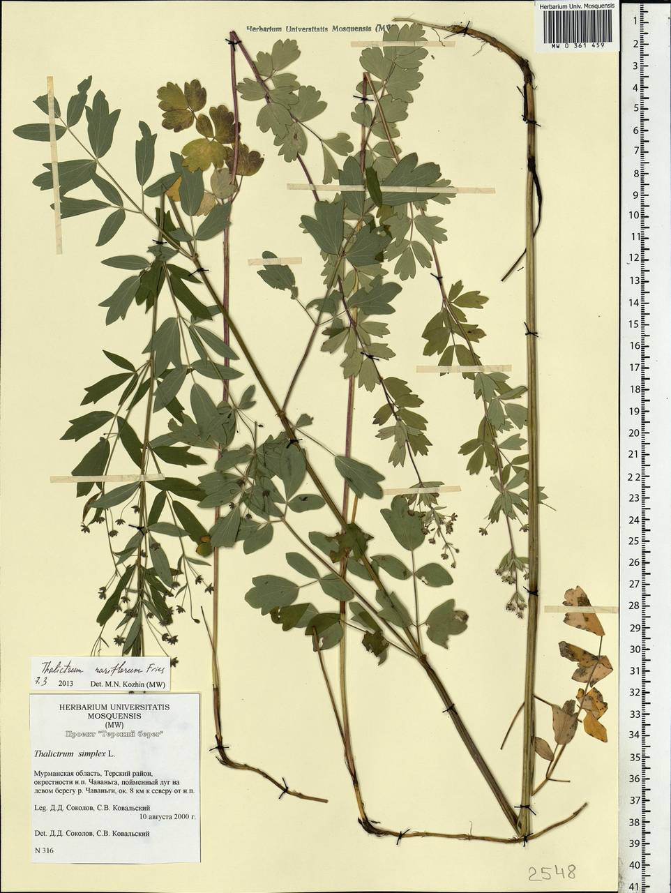 Thalictrum simplex L., Eastern Europe, Northern region (E1) (Russia)