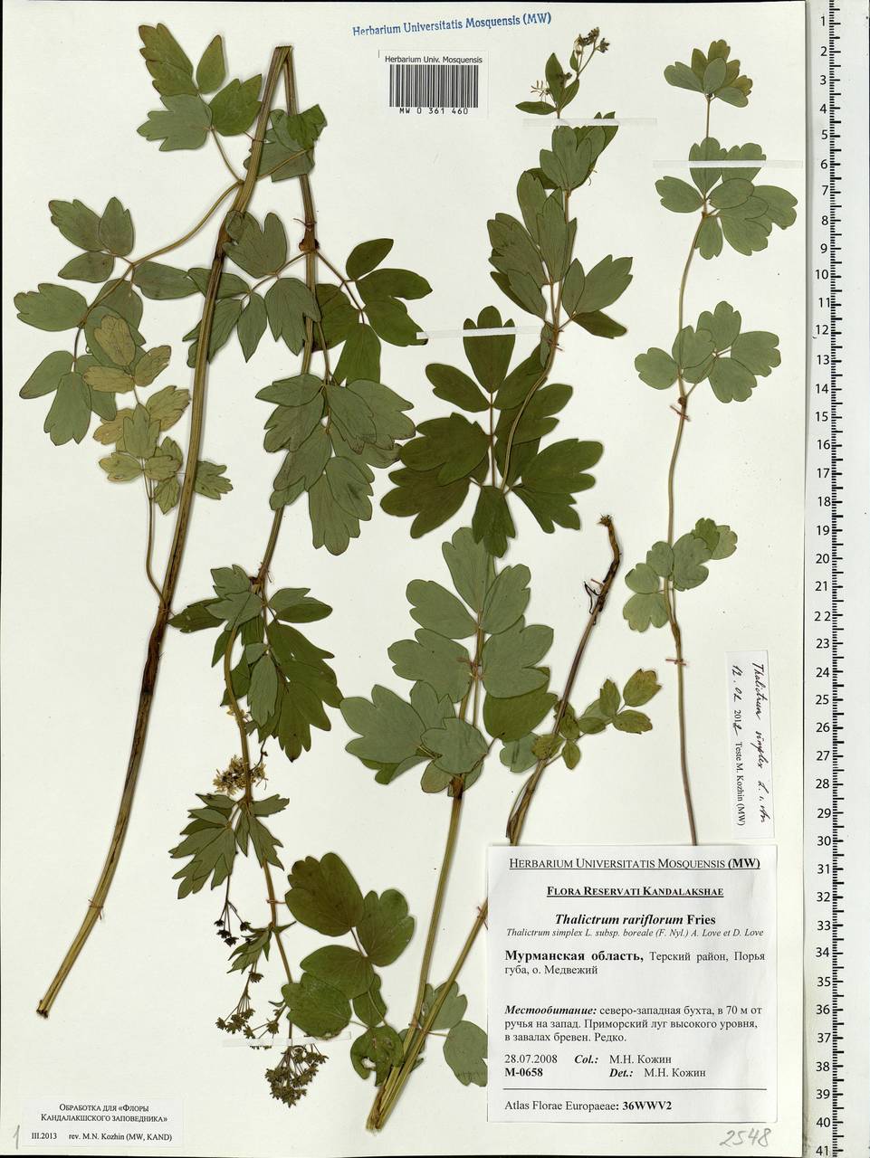 Thalictrum simplex L., Eastern Europe, Northern region (E1) (Russia)