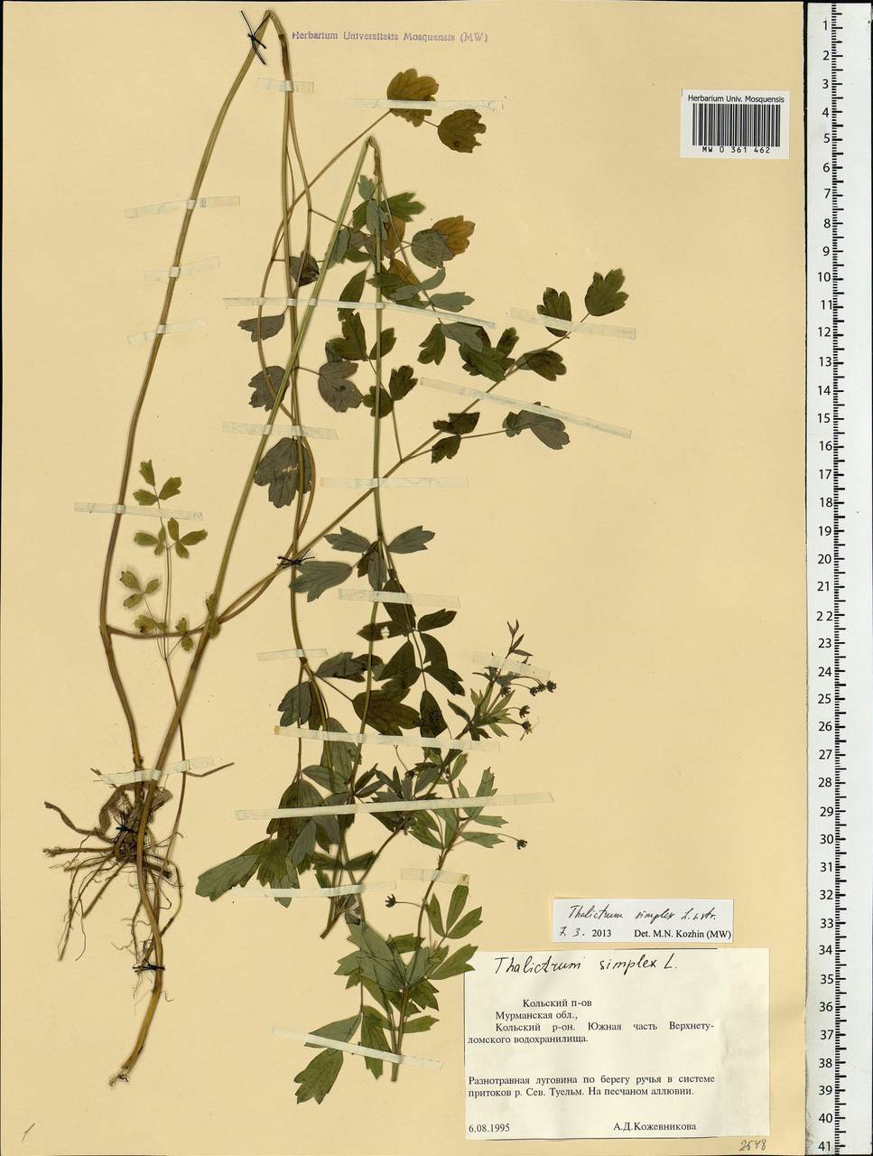 Thalictrum simplex L., Eastern Europe, Northern region (E1) (Russia)