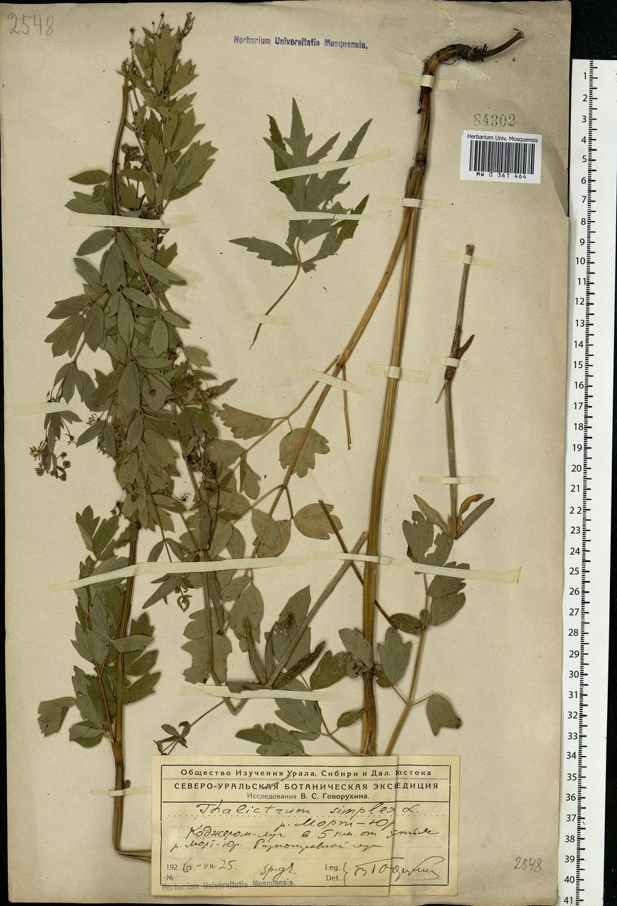 Thalictrum simplex L., Eastern Europe, Northern region (E1) (Russia)