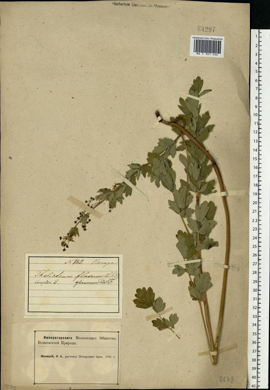 Thalictrum simplex L., Eastern Europe, Northern region (E1) (Russia)