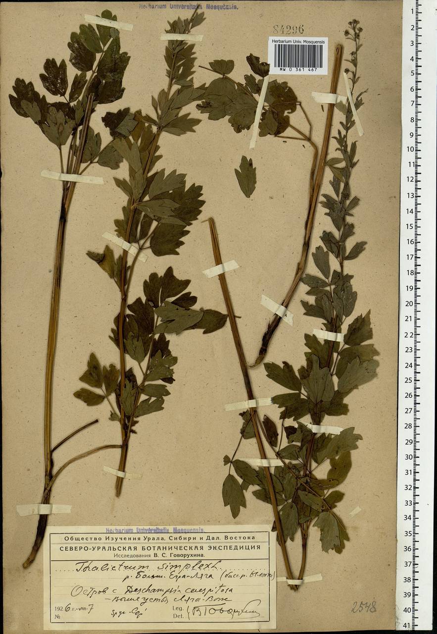 Thalictrum simplex L., Eastern Europe, Northern region (E1) (Russia)