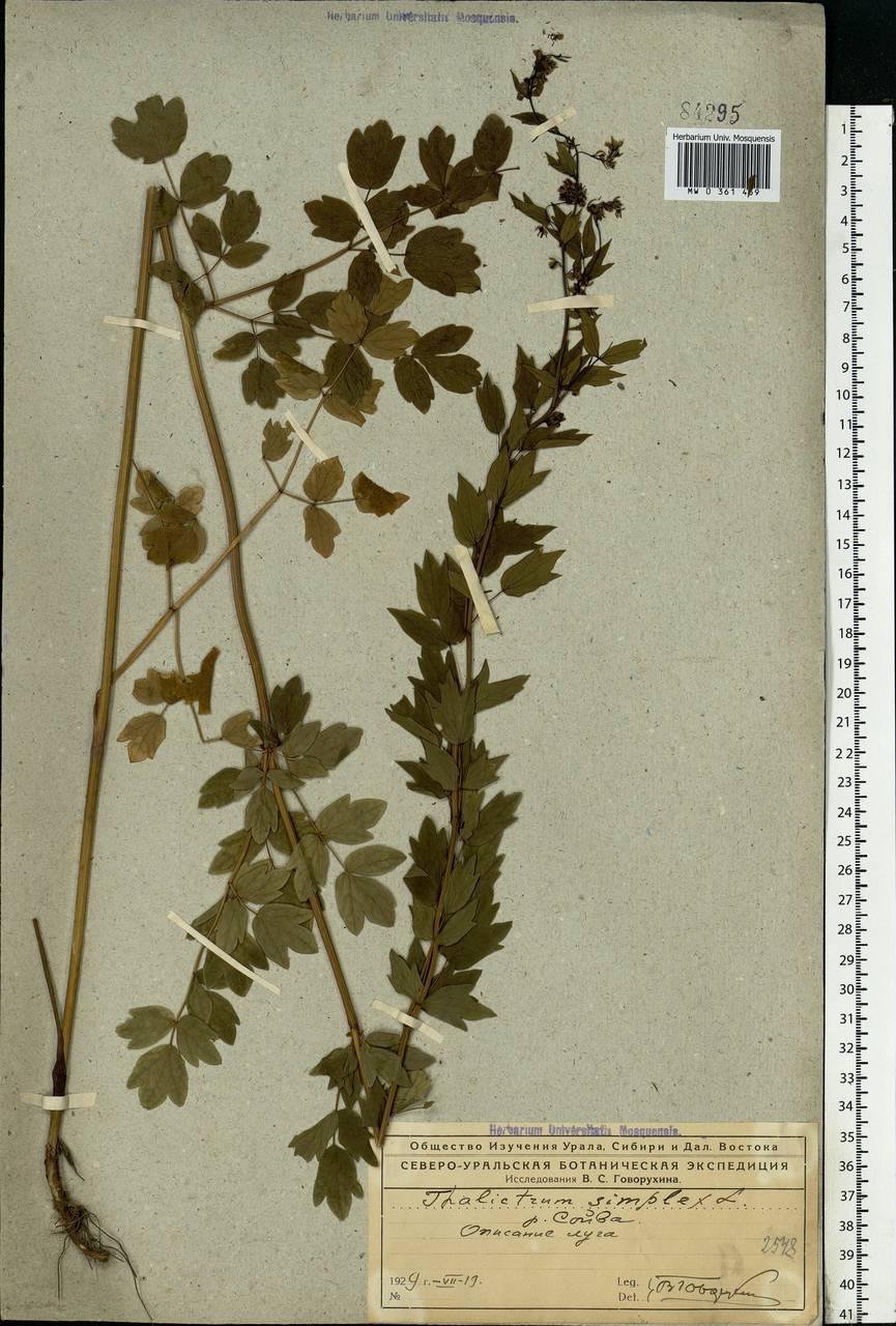 Thalictrum simplex L., Eastern Europe, Northern region (E1) (Russia)