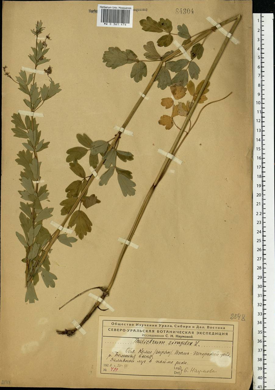 Thalictrum simplex L., Eastern Europe, Northern region (E1) (Russia)