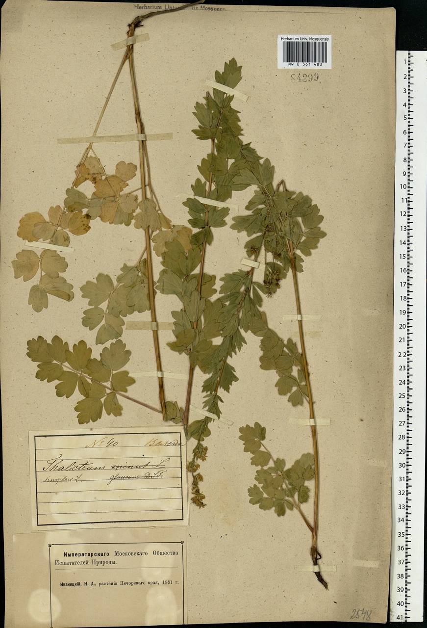 Thalictrum simplex L., Eastern Europe, Northern region (E1) (Russia)