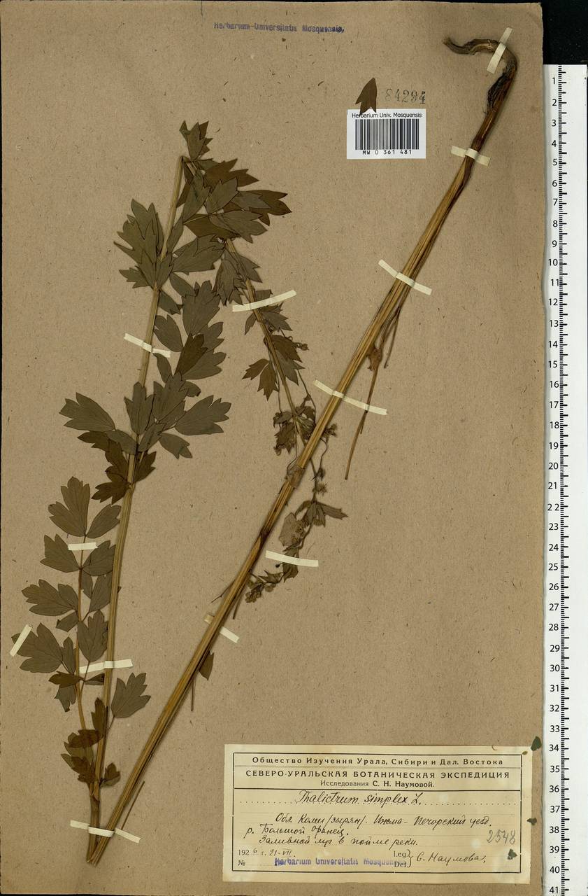 Thalictrum simplex L., Eastern Europe, Northern region (E1) (Russia)