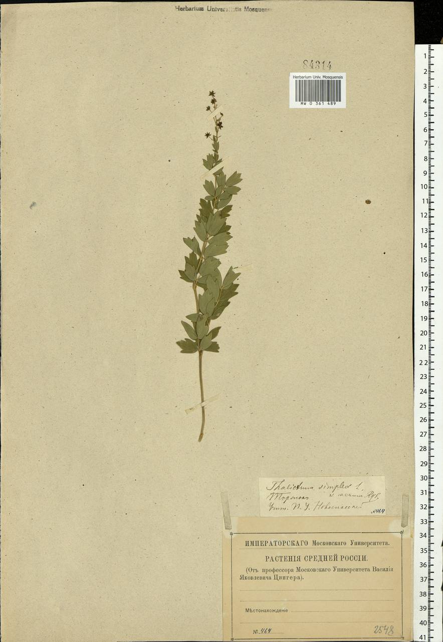 Thalictrum simplex L., Eastern Europe, North-Western region (E2) (Russia)