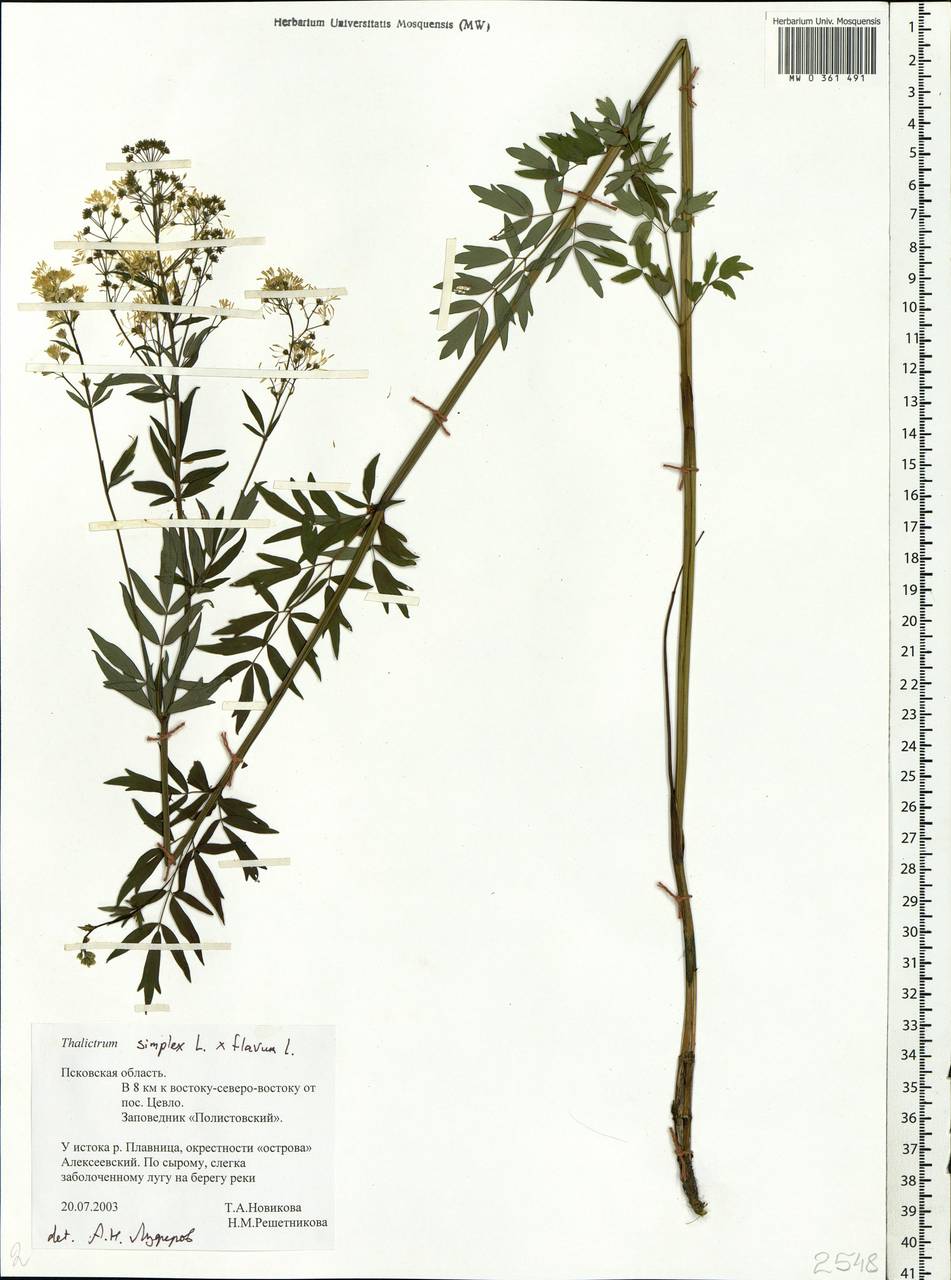Thalictrum simplex L., Eastern Europe, North-Western region (E2) (Russia)