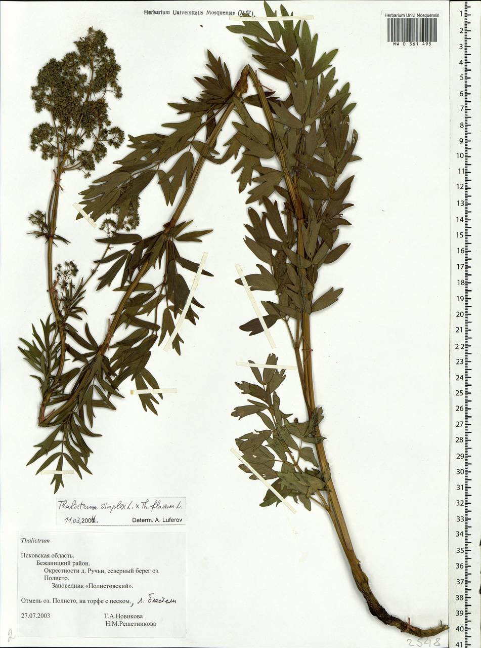 Thalictrum simplex L., Eastern Europe, North-Western region (E2) (Russia)