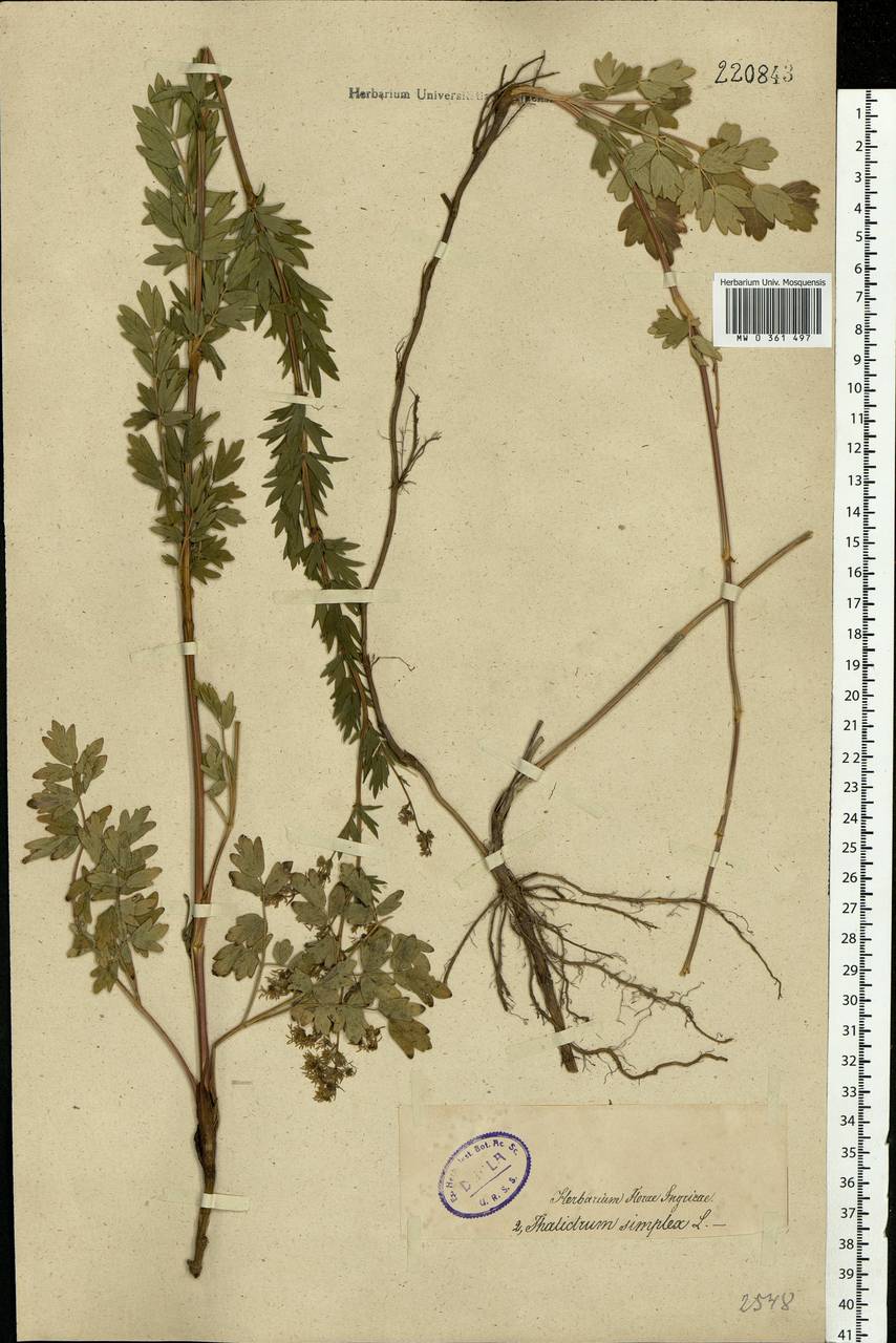 Thalictrum simplex L., Eastern Europe, North-Western region (E2) (Russia)