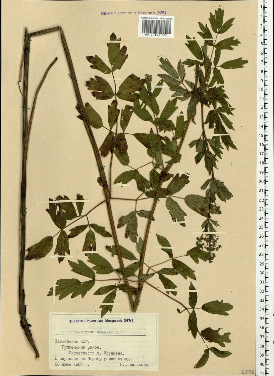 Thalictrum simplex L., Eastern Europe, Latvia (E2b) (Latvia)