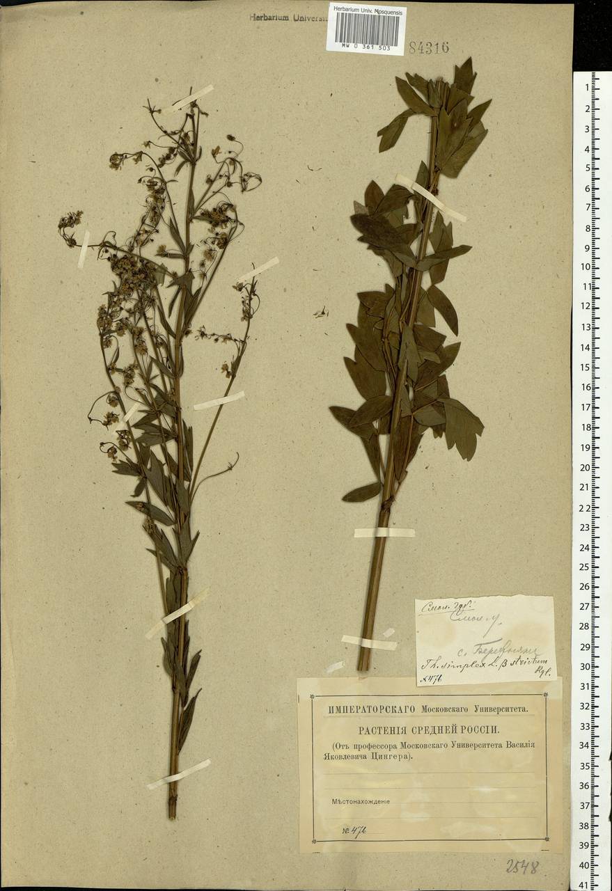 Thalictrum simplex L., Eastern Europe, Western region (E3) (Russia)