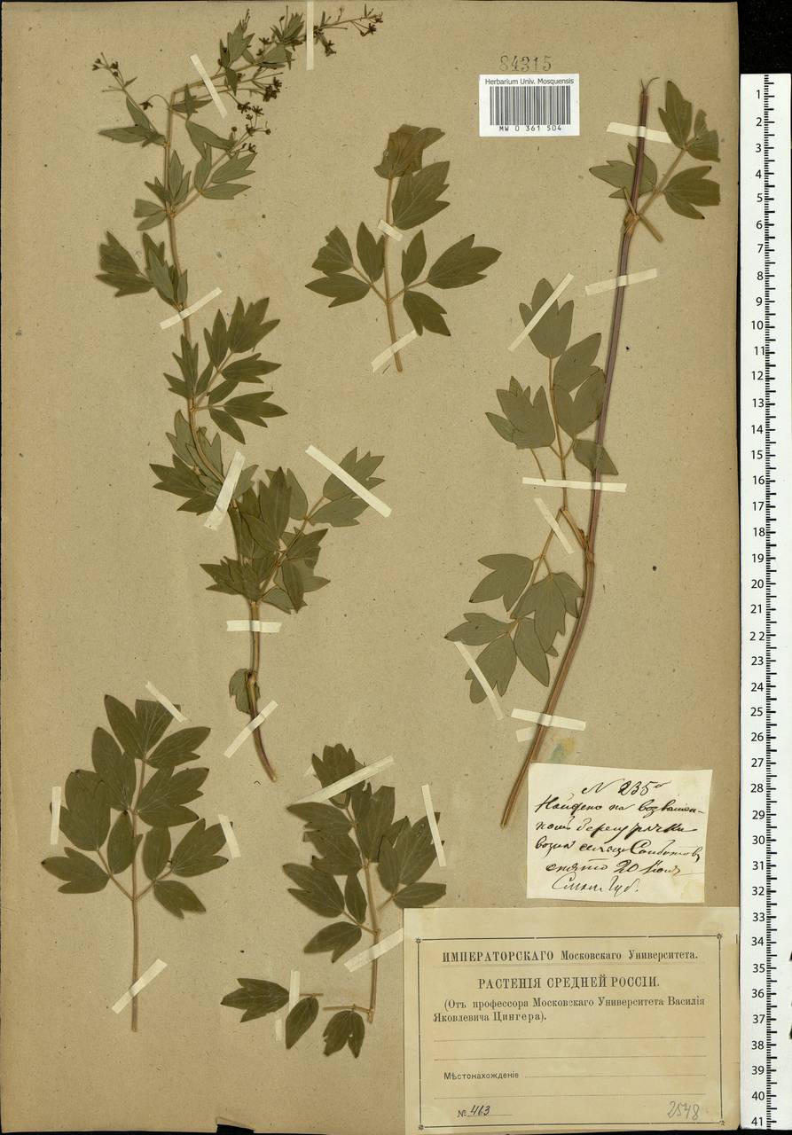 Thalictrum simplex L., Eastern Europe, Western region (E3) (Russia)