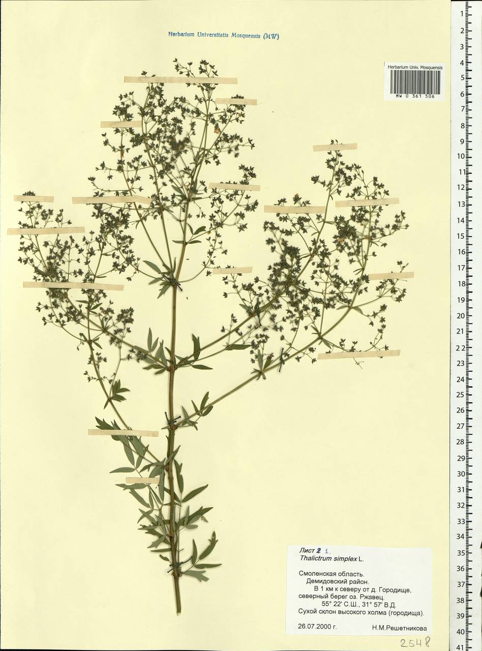 Thalictrum simplex L., Eastern Europe, Western region (E3) (Russia)