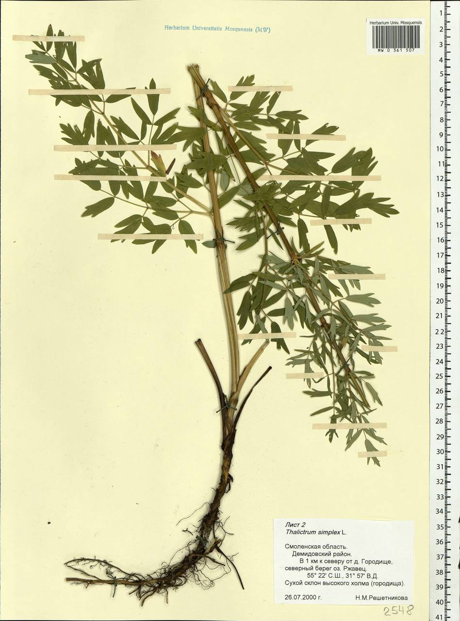Thalictrum simplex L., Eastern Europe, Western region (E3) (Russia)